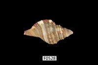 藏品(毛法螺)的圖片